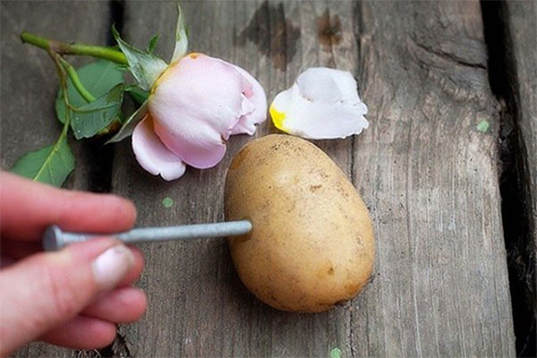 Cách trồng hoa hồng bằng khoai tây