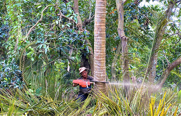 Máy cưa cây dừa