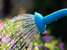 tại sao không tưới nước cho cây vào nắng nóng