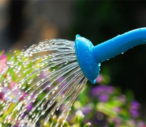 tại sao không tưới nước cho cây vào nắng nóng