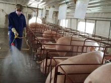 Máy rửa chuồng trại