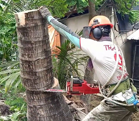 Máy cưa cây dừa
