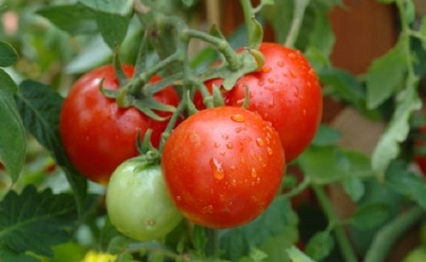 Cà chua được trồng nhiều vào mùa đông
