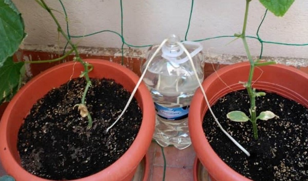 Chế tạo hệ thống tưới nước nhỏ giọt bằng chai nhựa bỏ đi