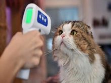 Lây nhiễm nCoV từ độn g vật