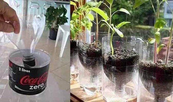 Đặt chai nhựa xuống bên dưới các chậu cây