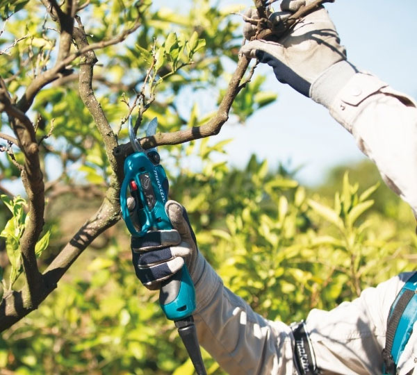 Máy cắt cành trên cao pin nhiều ưu điểm hơn là máy cắt cành trên cao chạy điện