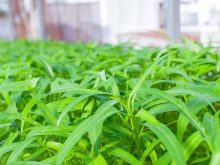 Rau muống thích hợp trồng mùa hè