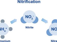Tổng nitơ trong nước thải