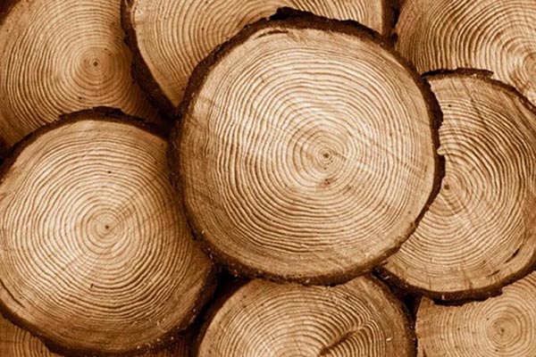 Gỗ nhóm 5 có tỷ trọng nhẹ