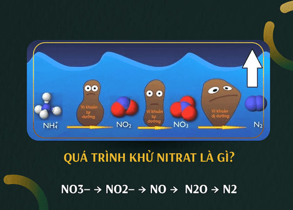 Khử nitrat trong nước thải