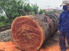 Sến đỏ có màu nâu đỏ nhạt đặc trưng cùng vân gỗ đẹp mắt