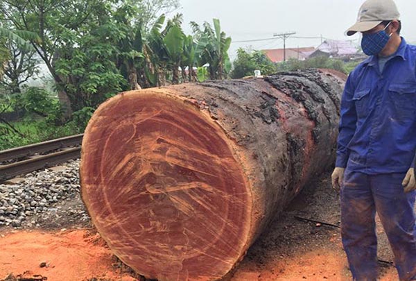 Sến đỏ có màu nâu đỏ nhạt đặc trưng cùng vân gỗ đẹp mắt
