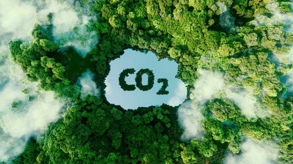 Cây xanh và vai trò hấp thụ CO2