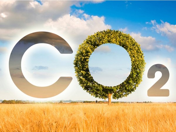 Cây xanh thải khí CO2 khi nào?