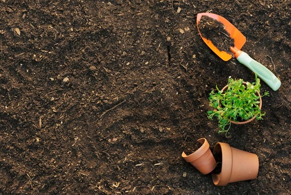 Cách áp dụng hiệu quả đất phèn trong trồng cây
