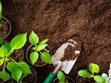 đất phèn trồng cây gì