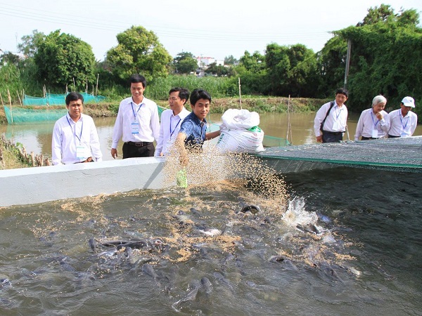 Làm giàu từ nuôi cá nước ngọt có giá trị kinh tế cao