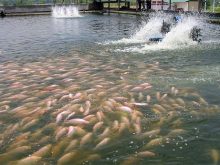 nuôi cá nước ngọt có giá trị kinh tế cao