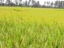 Giống lúa chịu mặn