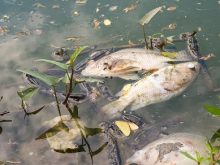 Ô nhiễm nước là gì