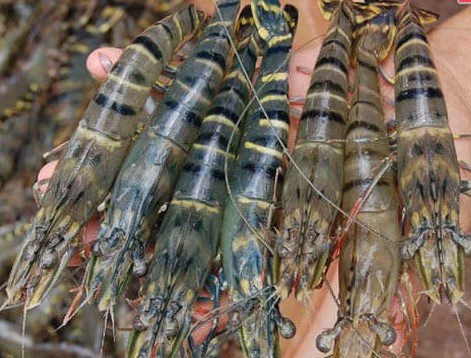 Độ mặn thích hợp nuôi tôm sú