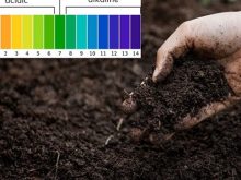 Cách đo pH đất