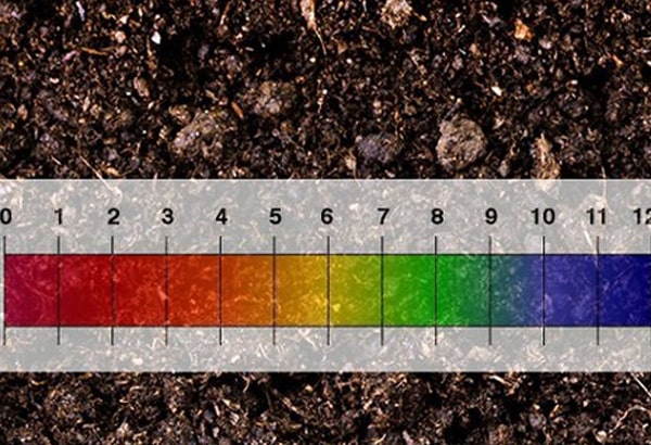 Cách đo độ pH của đất bằng hóa chất