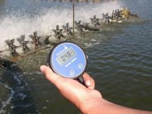 Cách tăng độ mặn cho ao nuôi tôm hiệu quả