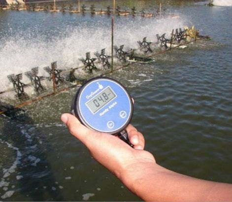 Cách tăng độ mặn cho ao nuôi tôm hiệu quả