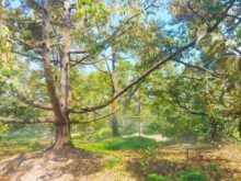 Độ mặn cho phép tưới cây sầu riêng là bao nhiêu?