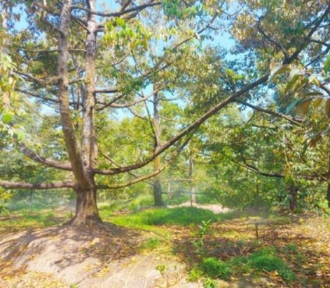 Độ mặn cho phép tưới cây sầu riêng là bao nhiêu?