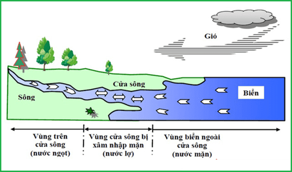 Độ mặn của nước biển có 3 cấp 