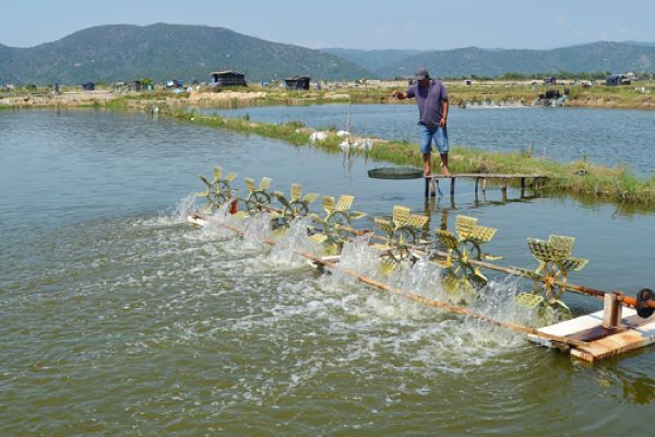 Xác định độ mặn thích hợp nuôi tôm sú rất quan trọng 