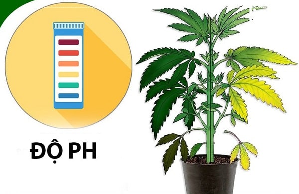 Độ pH trong nước có ảnh hưởng trực tiếp đến cây trồng và sinh hoạt