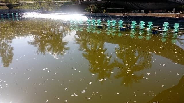 Nước ao nuôi tôm bị đục cần phải có giải pháp xử lý hiệu quả tức thì