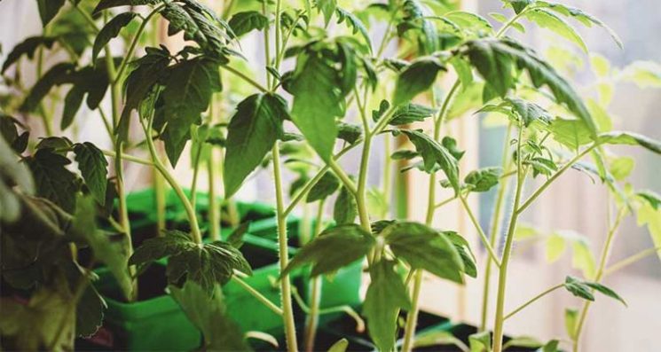 Cây bị thiếu ánh sáng làm giảm độ ngọt