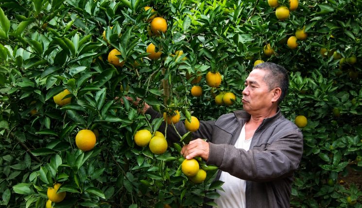Vì sao trái cây chín nhưng vẫn không ngọt?