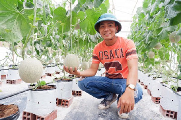 Chọn thời điểm thu hoạch hoa quả thích hợp