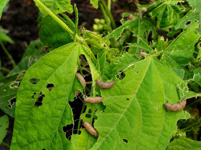 Kiểm soát sâu bệnh hại