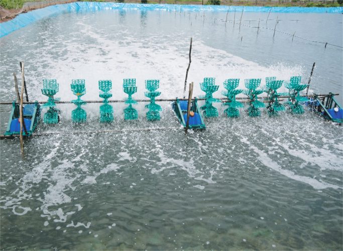 Tiến hành chạy quạt nước để đảm bảo lượng oxy hoà tan.