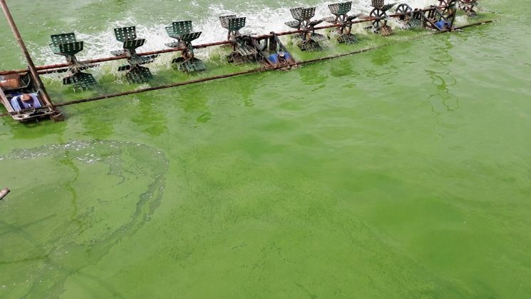 Một số nguyên nhân khiến tảo xanh phát triển trong ao hồ nuôi cá tôm