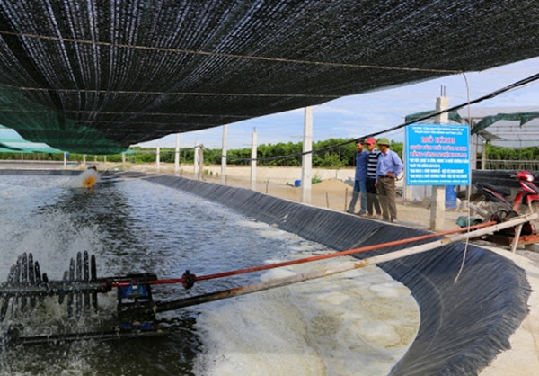 Xử lý nước đục trong ao nuôi tôm